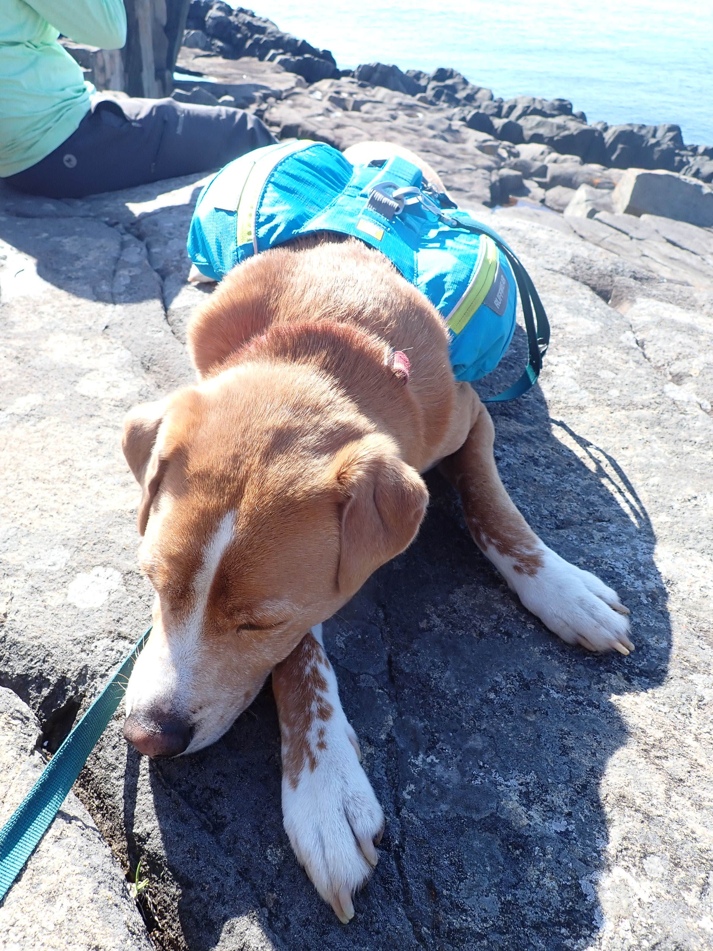 Sarah C.'s photo of camping with pets at Long Point — Cutler Coast Ecological Reserve near Pembroke, ME