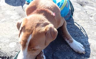 Sarah C.'s photo of camping with pets at Long Point — Cutler Coast Ecological Reserve in Maine