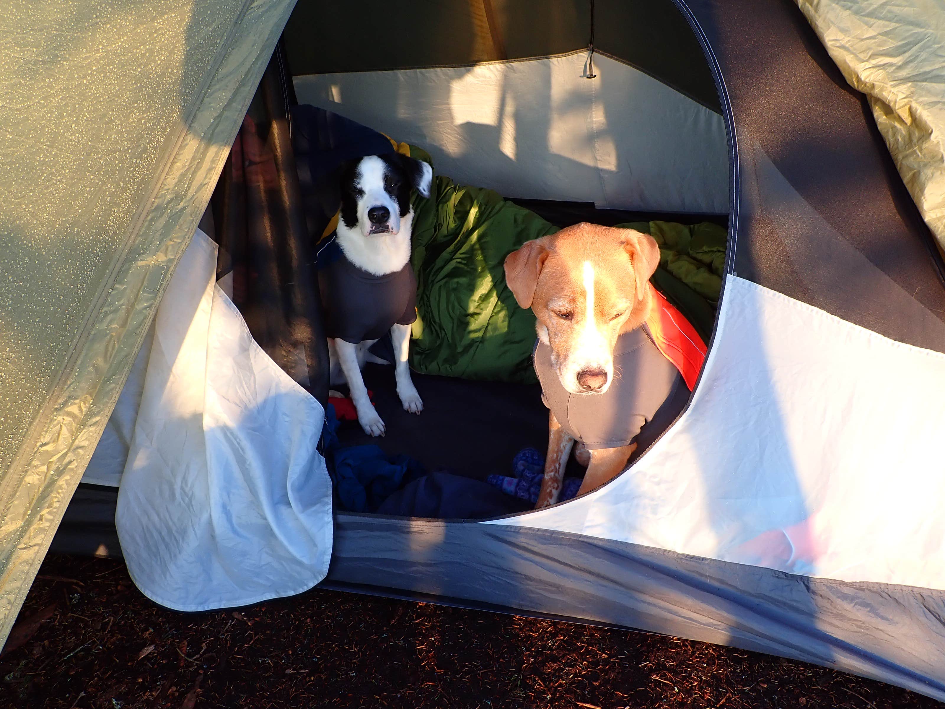 Camper submitted image from Long Point- Cutler Coast - 5