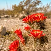 Review photo of Oliver Lee Memorial State Park — Oliver Lee State Park by Brett H., April 14, 2021