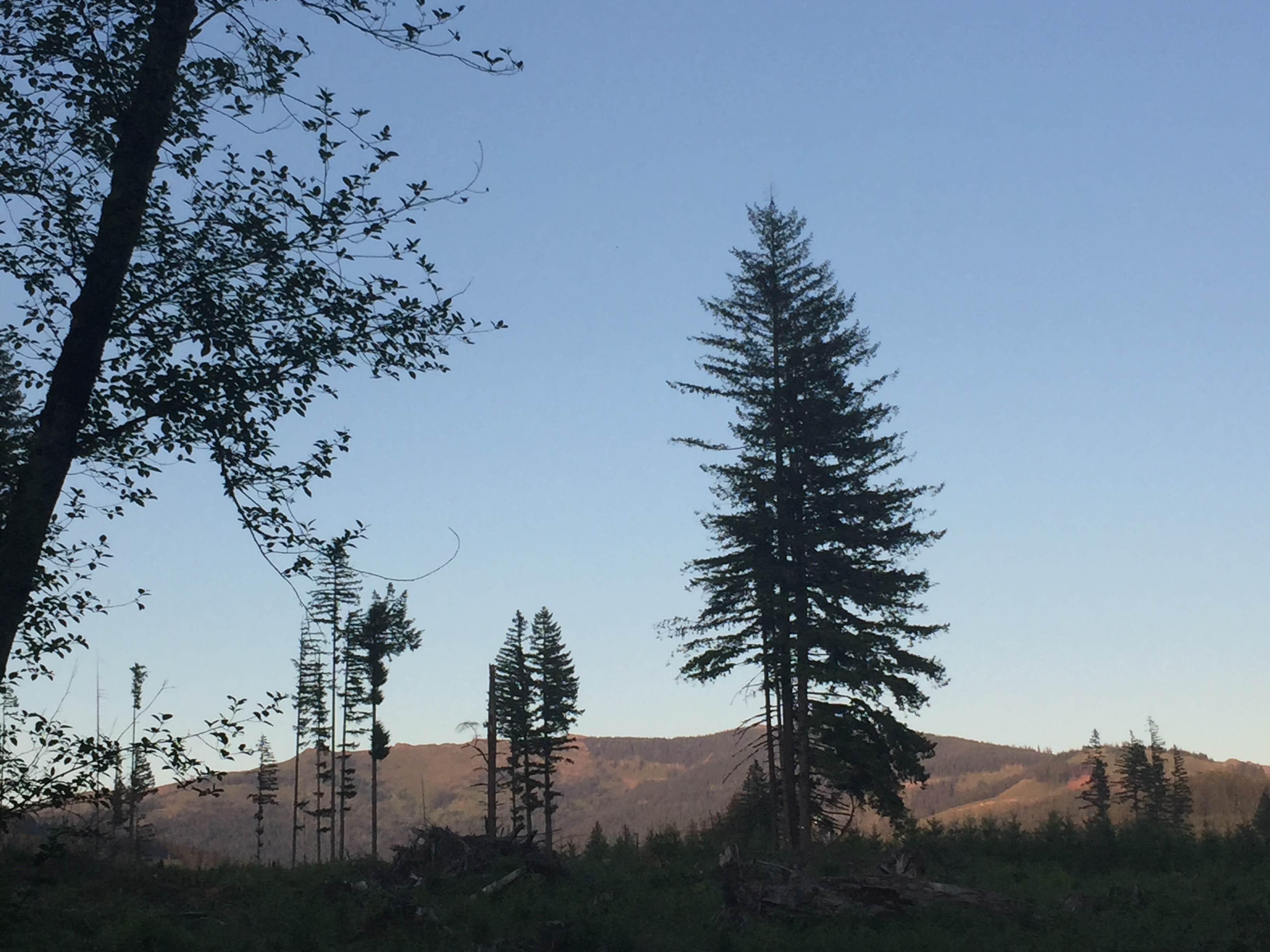Camper-submitted photo at Cold Creek Campground near Yacolt, WA