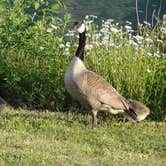 Review photo of Skamania County Fairgrounds by Corinna B., June 1, 2018