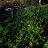 Review photo of Lorraine Park Campground — Harold Parker State Forest by J   G., May 1, 2021