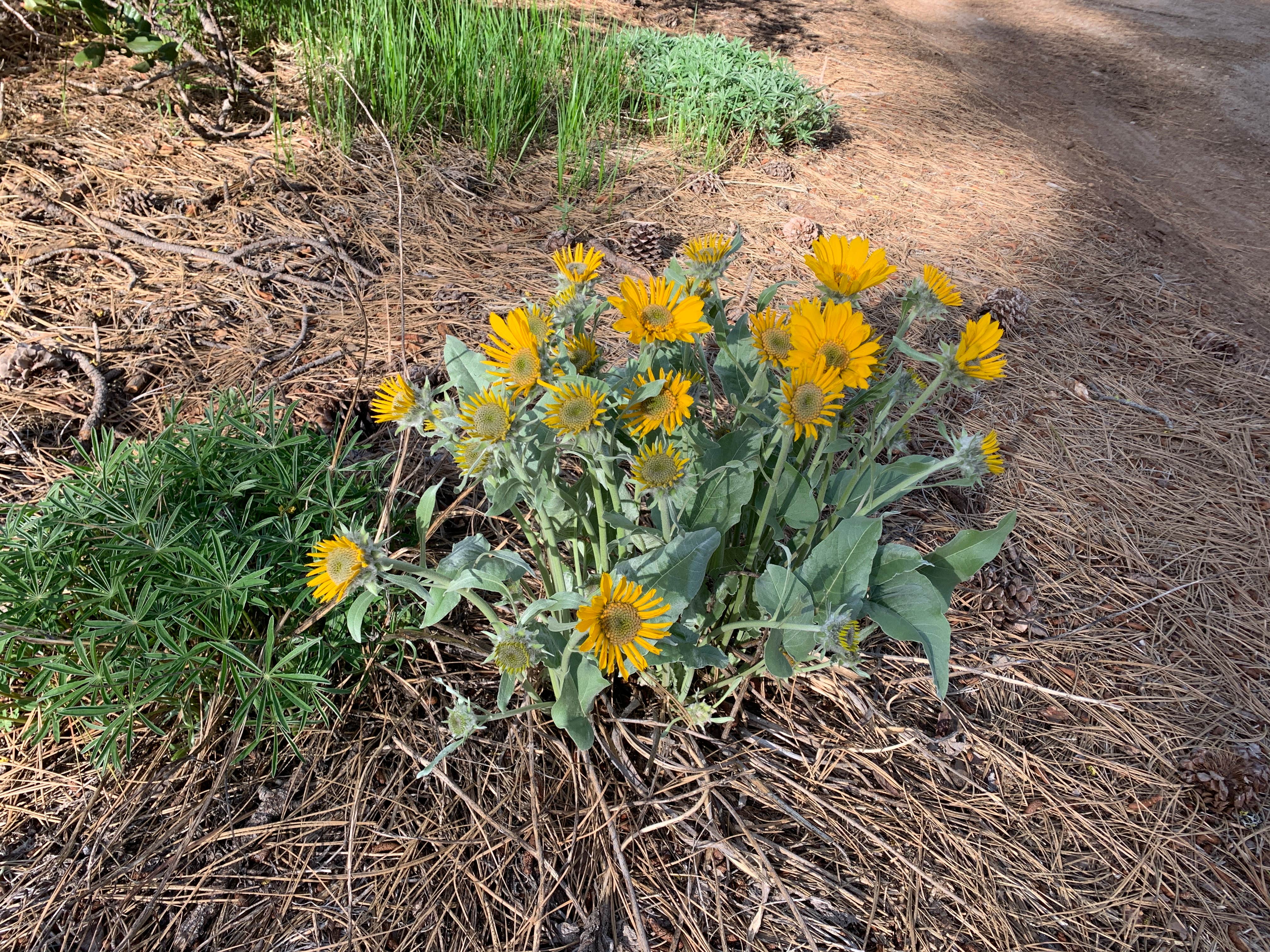 Camper-submitted photo at Lake Wenatchee Airstrip SnoPark near Peshastin, WA