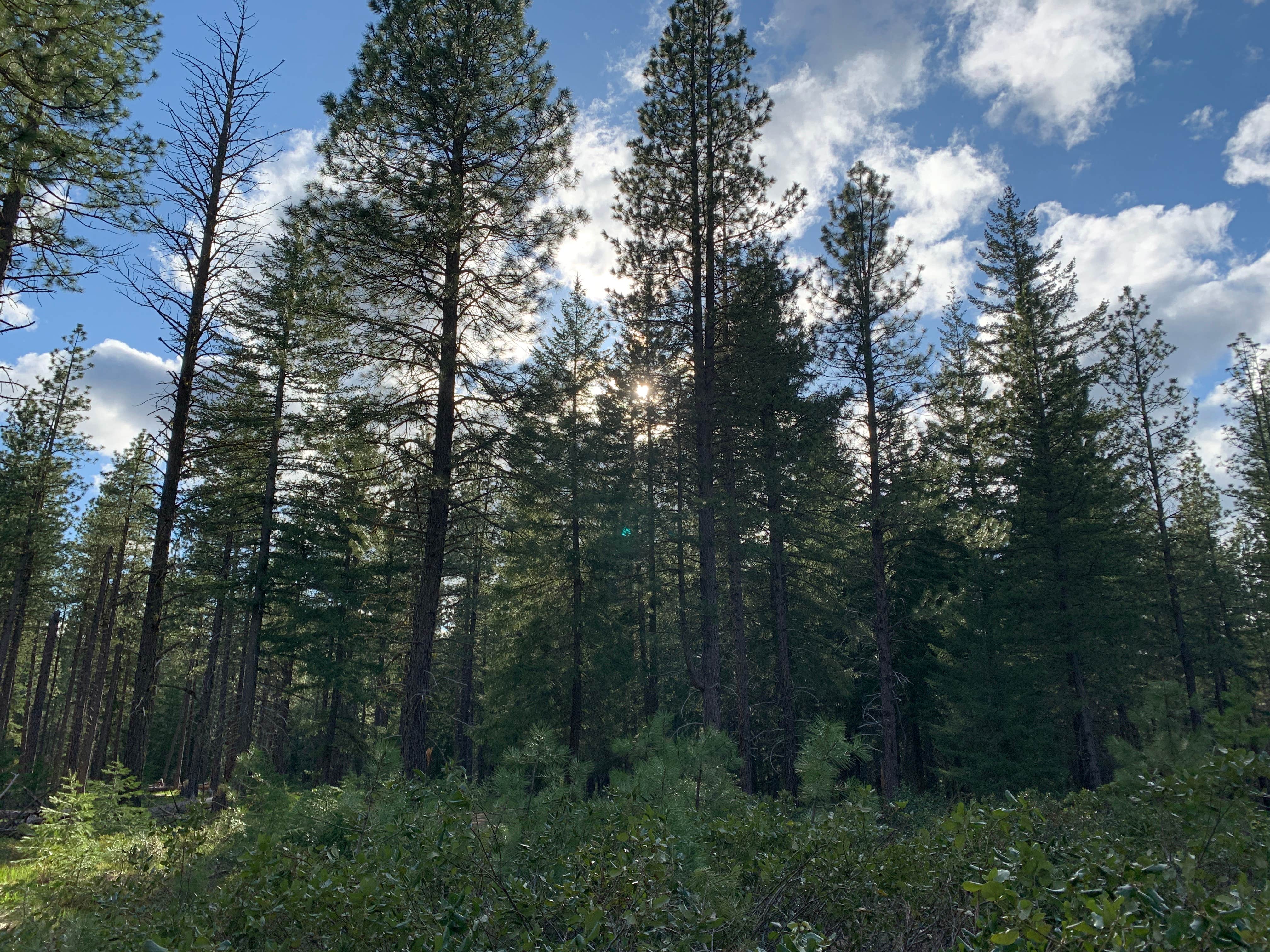 Camper-submitted photo at Lake Wenatchee Airstrip SnoPark near Peshastin, WA
