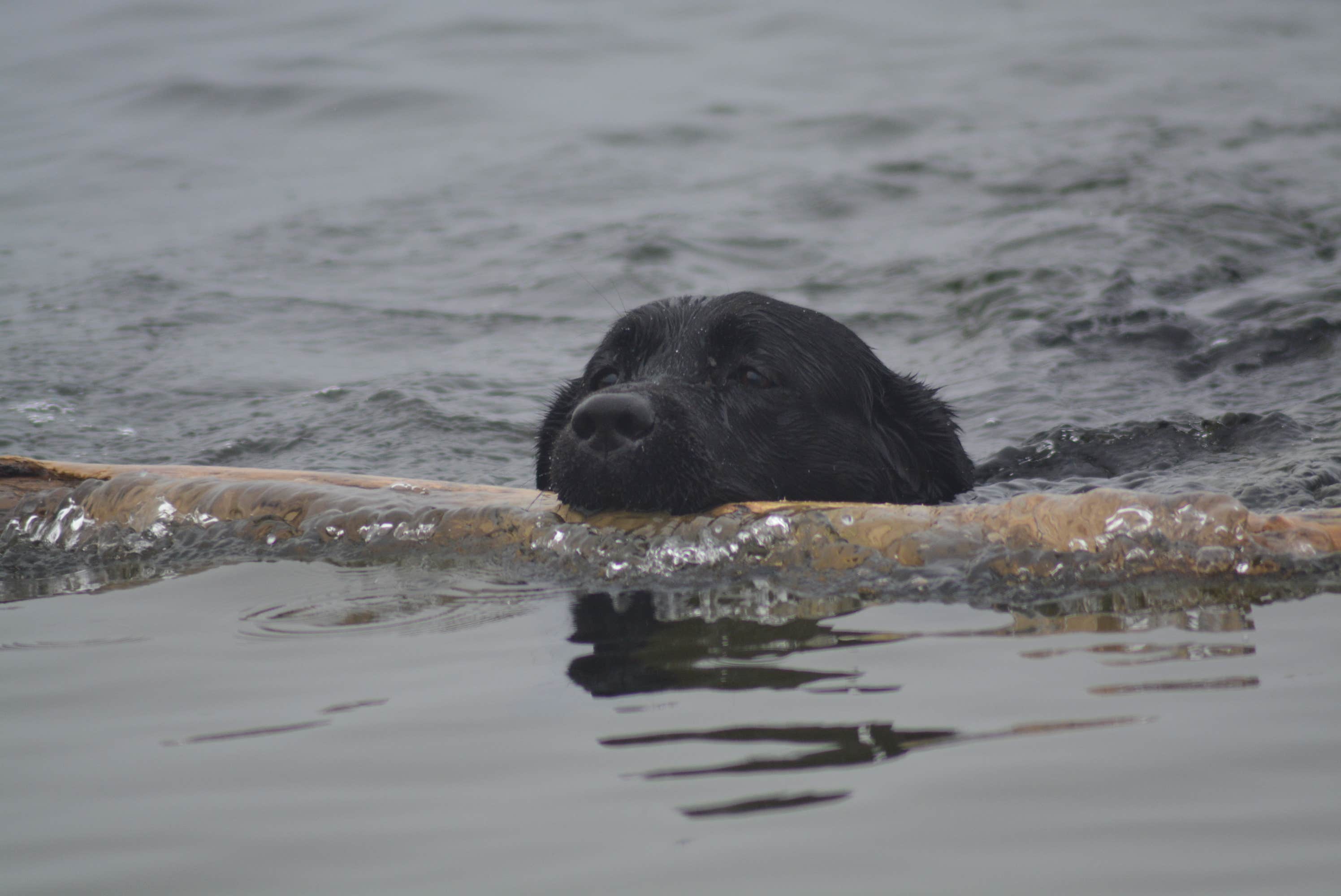Nancy W.'s photo of camping with pets at Salisbury Beach State Reservation near Stratham, NH