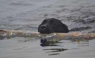 Nancy W.'s photo of camping with pets at Salisbury Beach State Reservation near Hampton Beach, NH