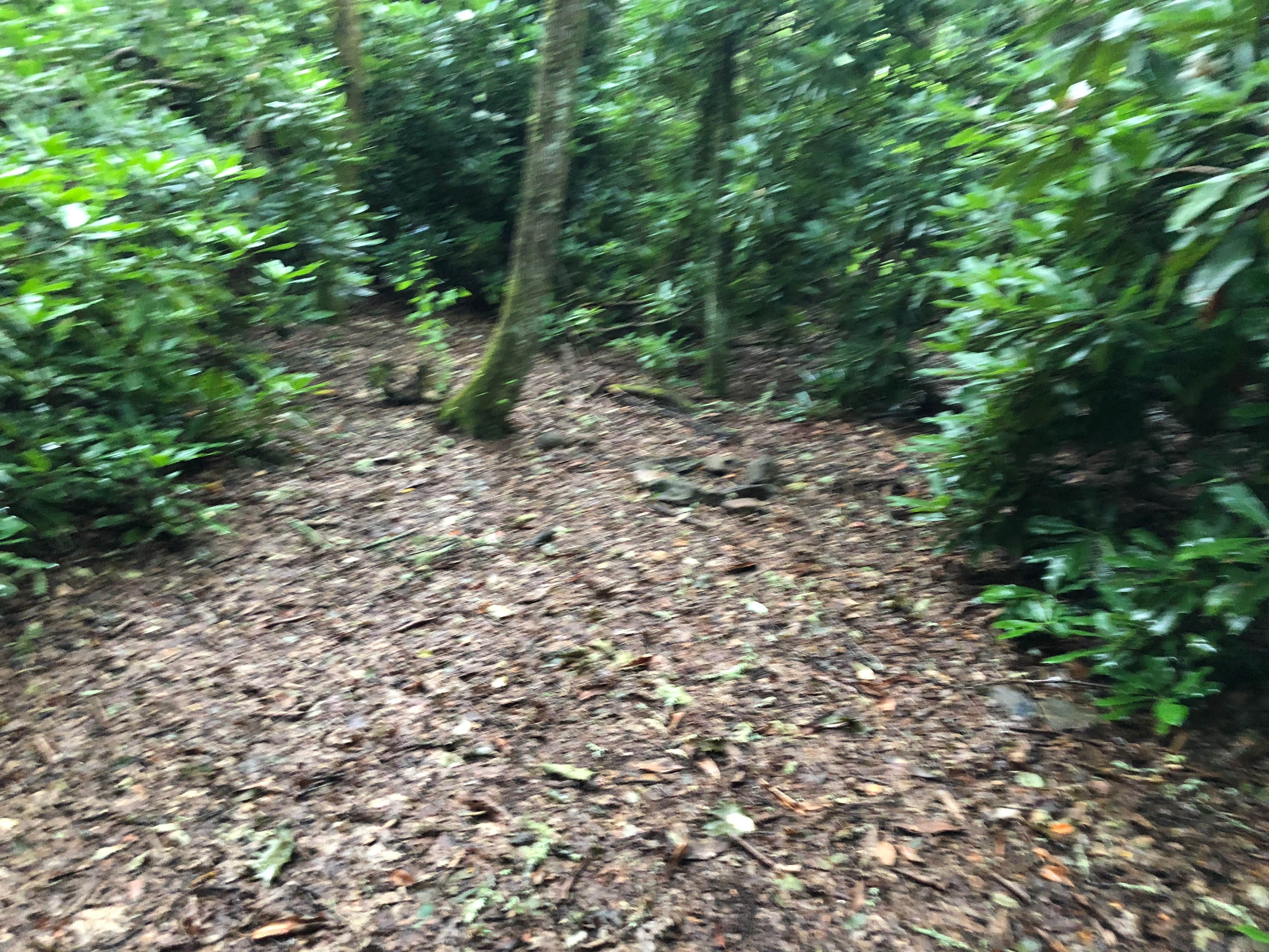 Camping near Mooney Gap Trailhead Campsite: Mooney to Bearpen Gap Backcountry Campground, Otto, North Carolina