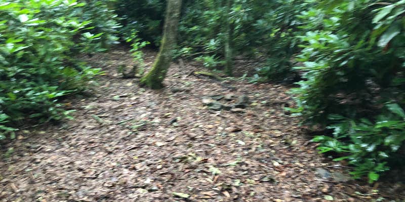 Camper submitted image from Mooney to Bearpen Gap Backcountry Campground