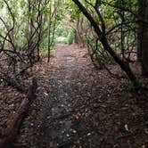 Review photo of Mooney to Bearpen Gap Backcountry Campground by Asher K., May 1, 2021