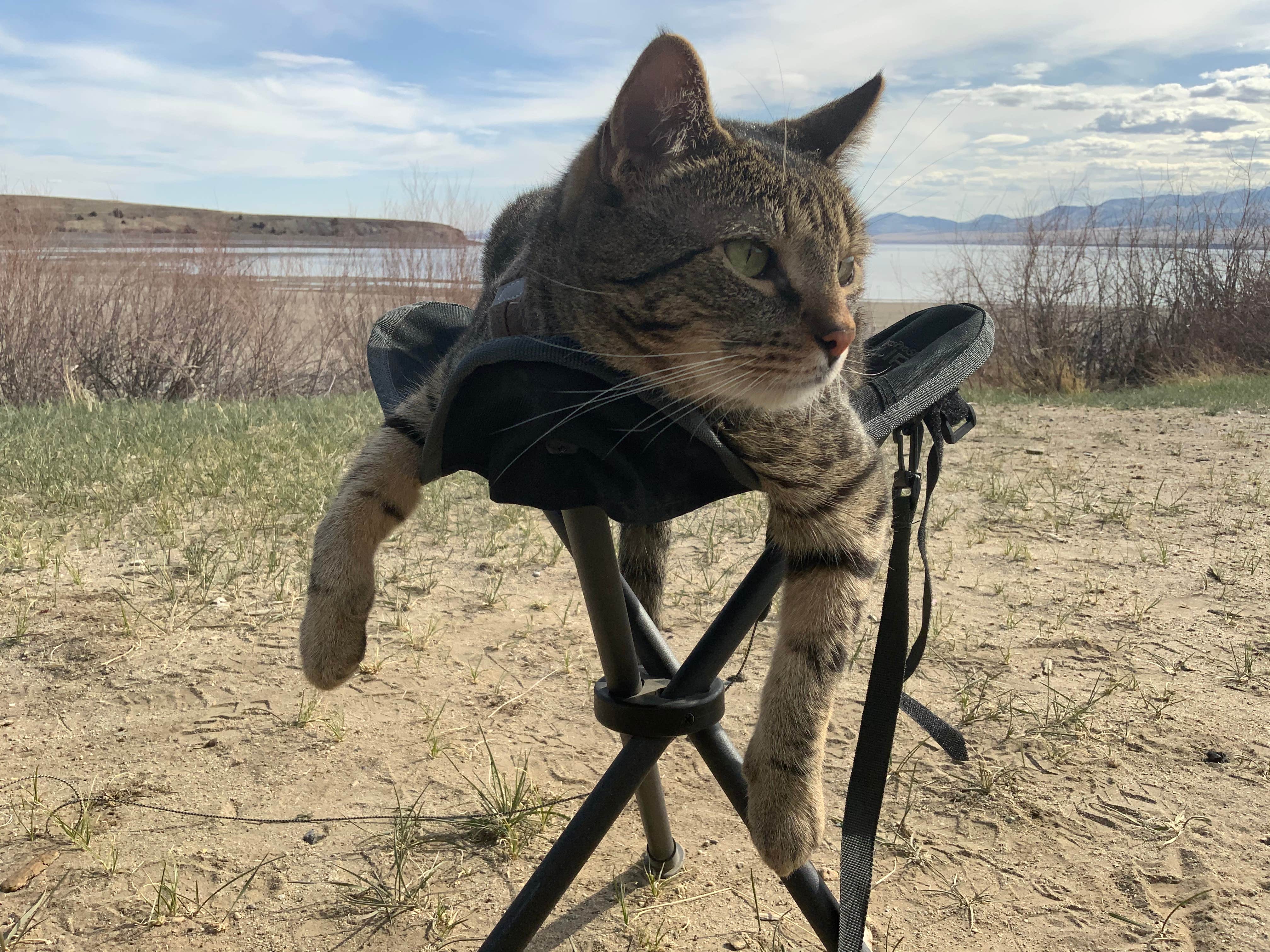 Jessa's photo of camping with pets at Confederate Disperse Camping Area near Helena, MT