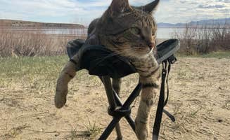 Jessa's photo of camping with pets at Confederate Disperse Camping Area near Neihart, MT