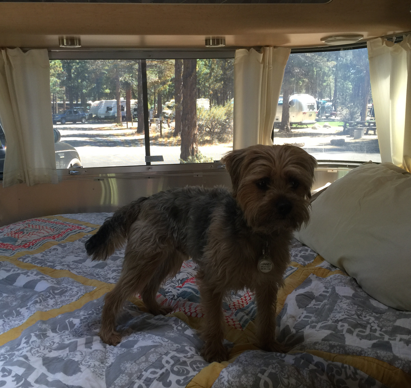 Yes this is my dog! But also if you look through the window you can see the view of Site #1 from the front view. 
