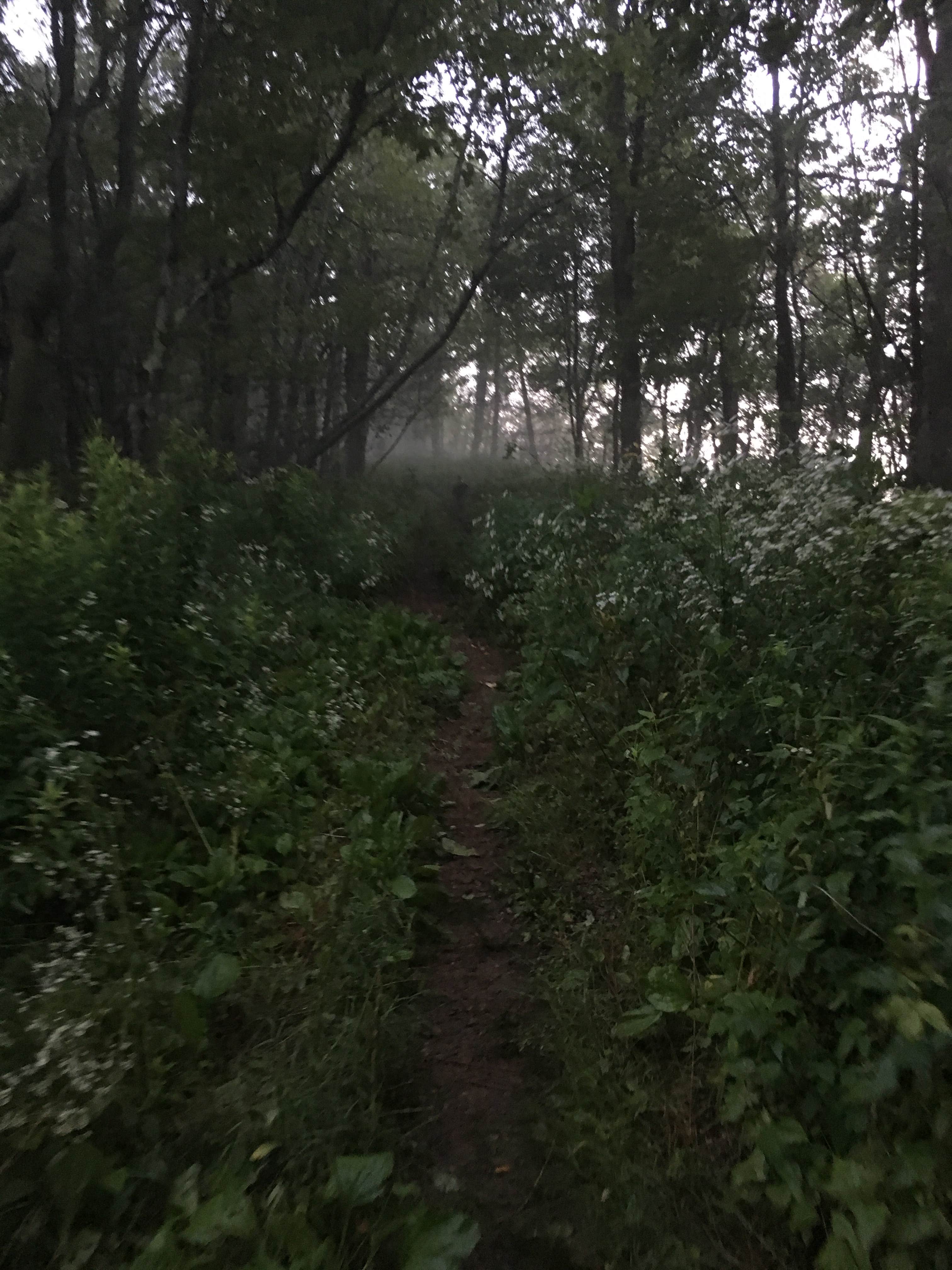 Camper submitted image from Wesser Bald Fire Tower - 2