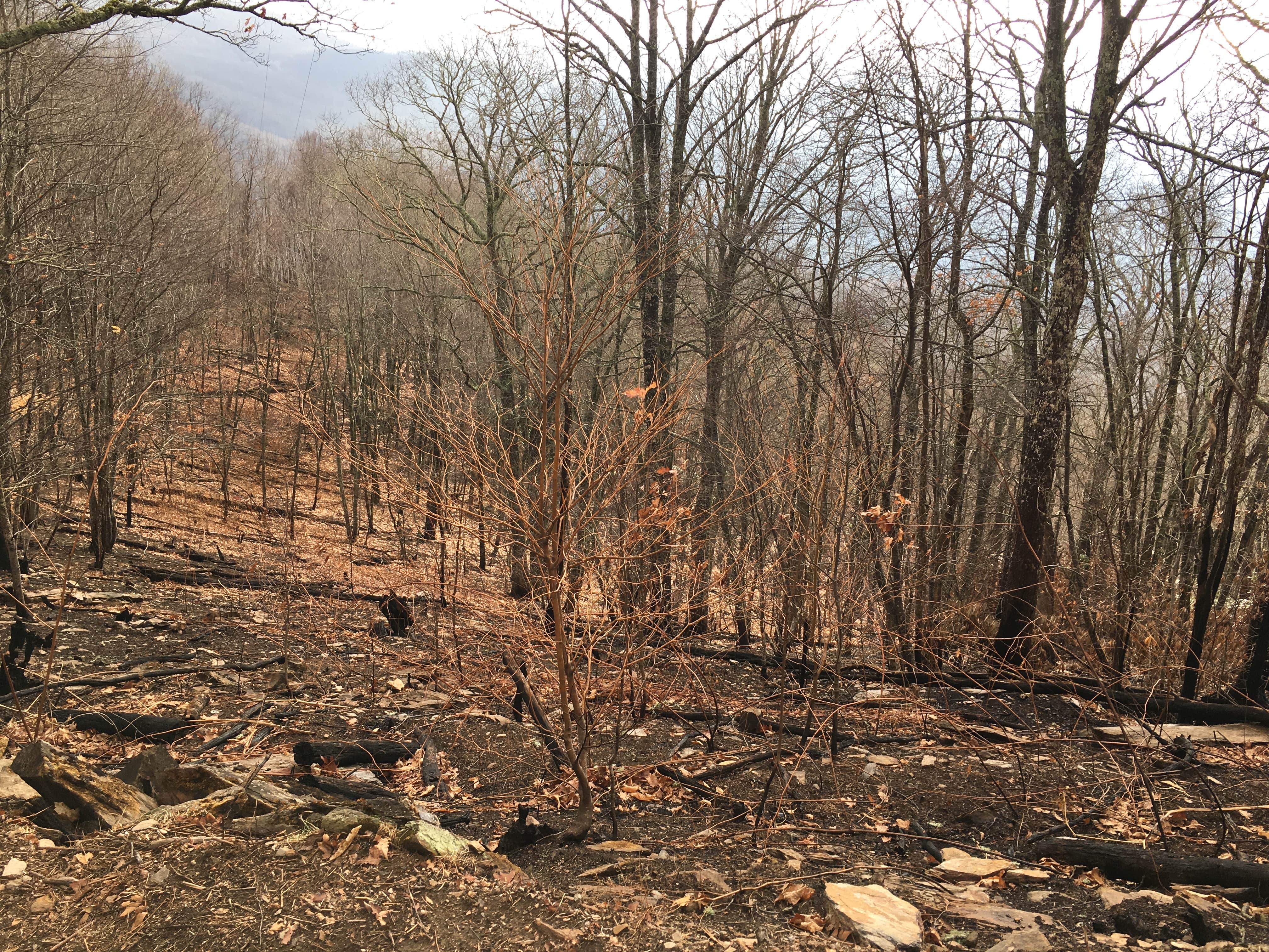 Camper submitted image from Wesser Bald Fire Tower - 4