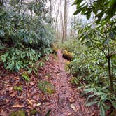 Review photo of Whiterock Gap Backcountry Campsite by Asher K., May 1, 2021