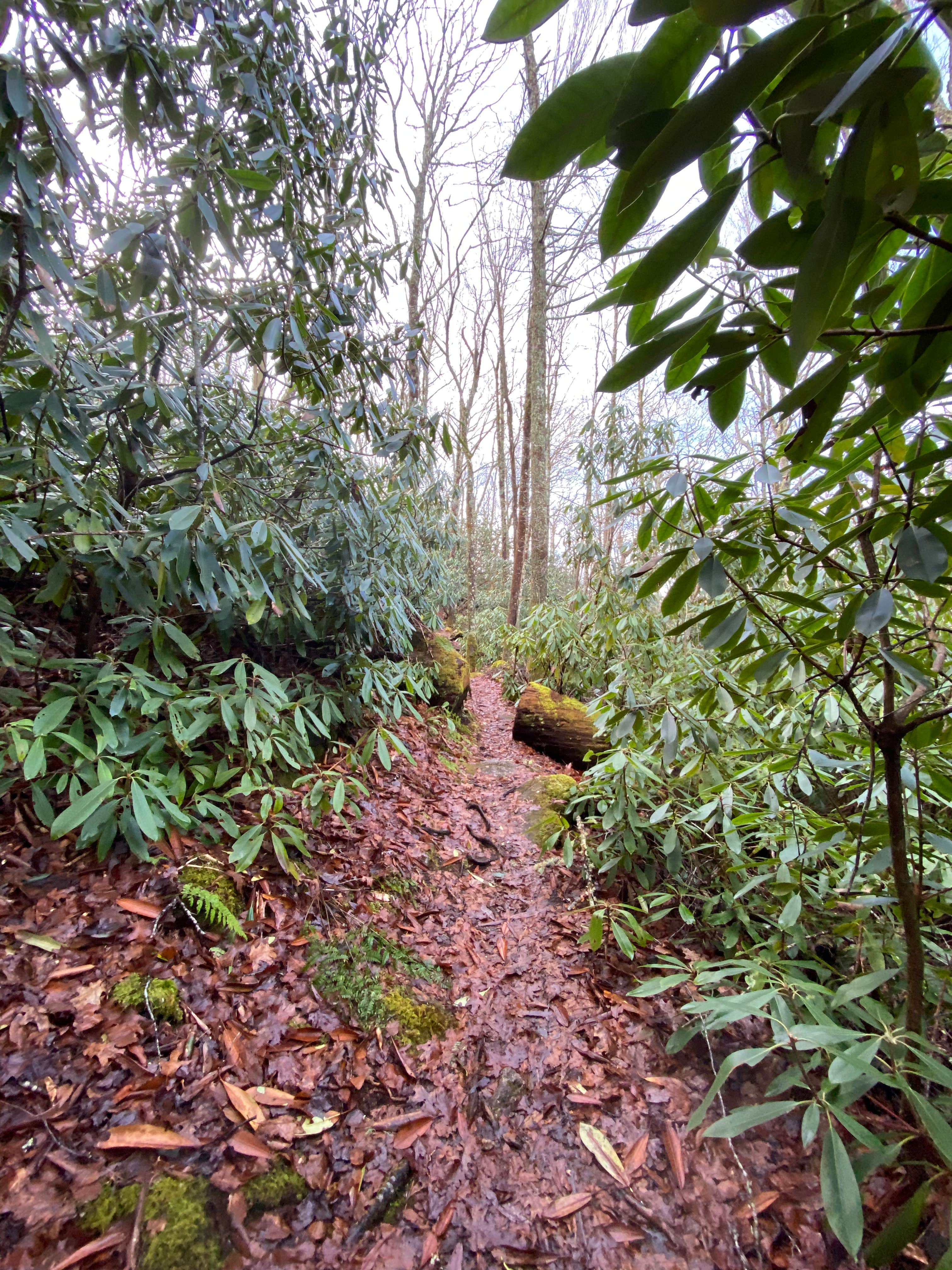 Camper submitted image from Whiterock Gap Backcountry Campsite - 1