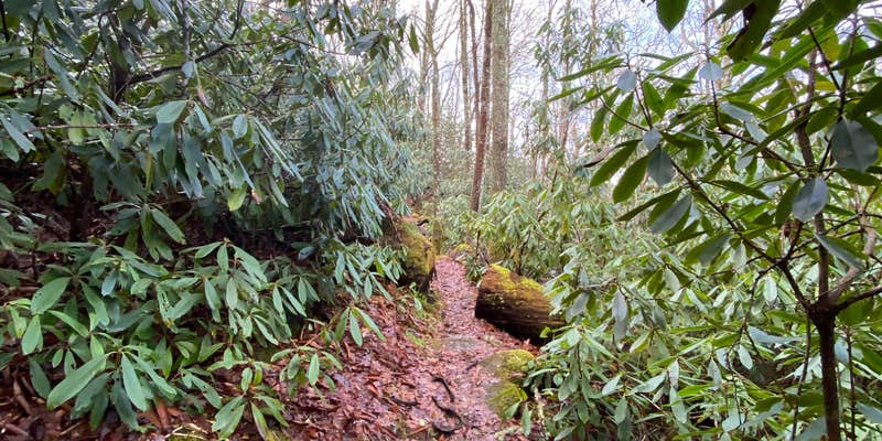 Camper submitted image from Whiterock Gap Backcountry Campsite