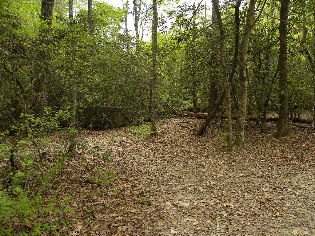 Uwharrie National Forest The Dyrt