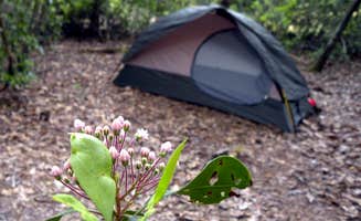 Myron C.'s photo of a dispersed camping area at Uwharrie National Forest near Aberdeen, NC