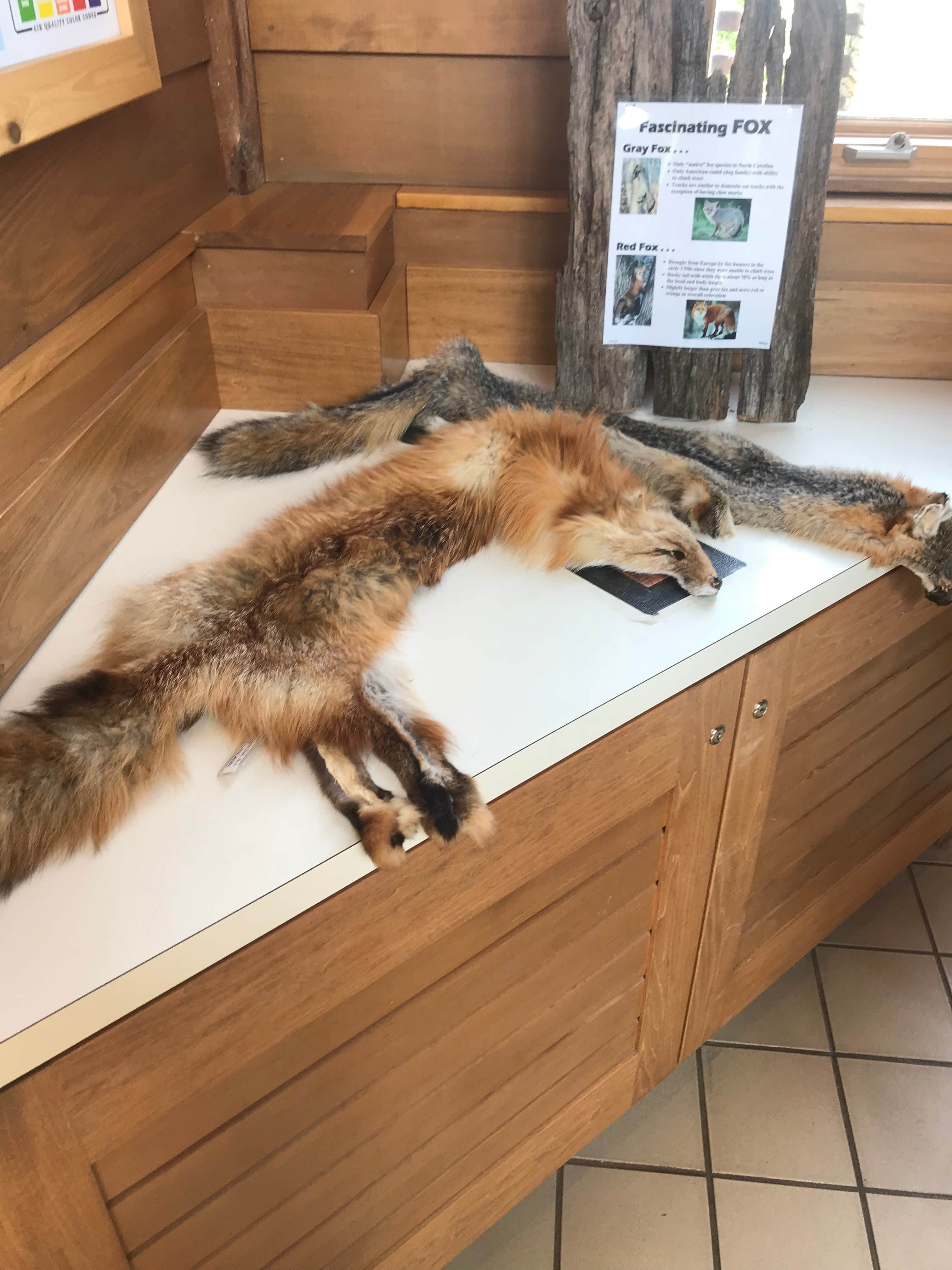 Dave V.'s photo of camping with pets at Hanging Rock State Park Campground near Germanton, NC