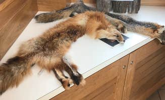 Dave V.'s photo of camping with pets at Hanging Rock State Park Campground near Claudville, VA