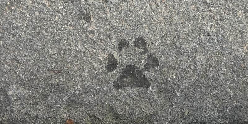 Camper submitted image from Giant Ledge Primitive Camp