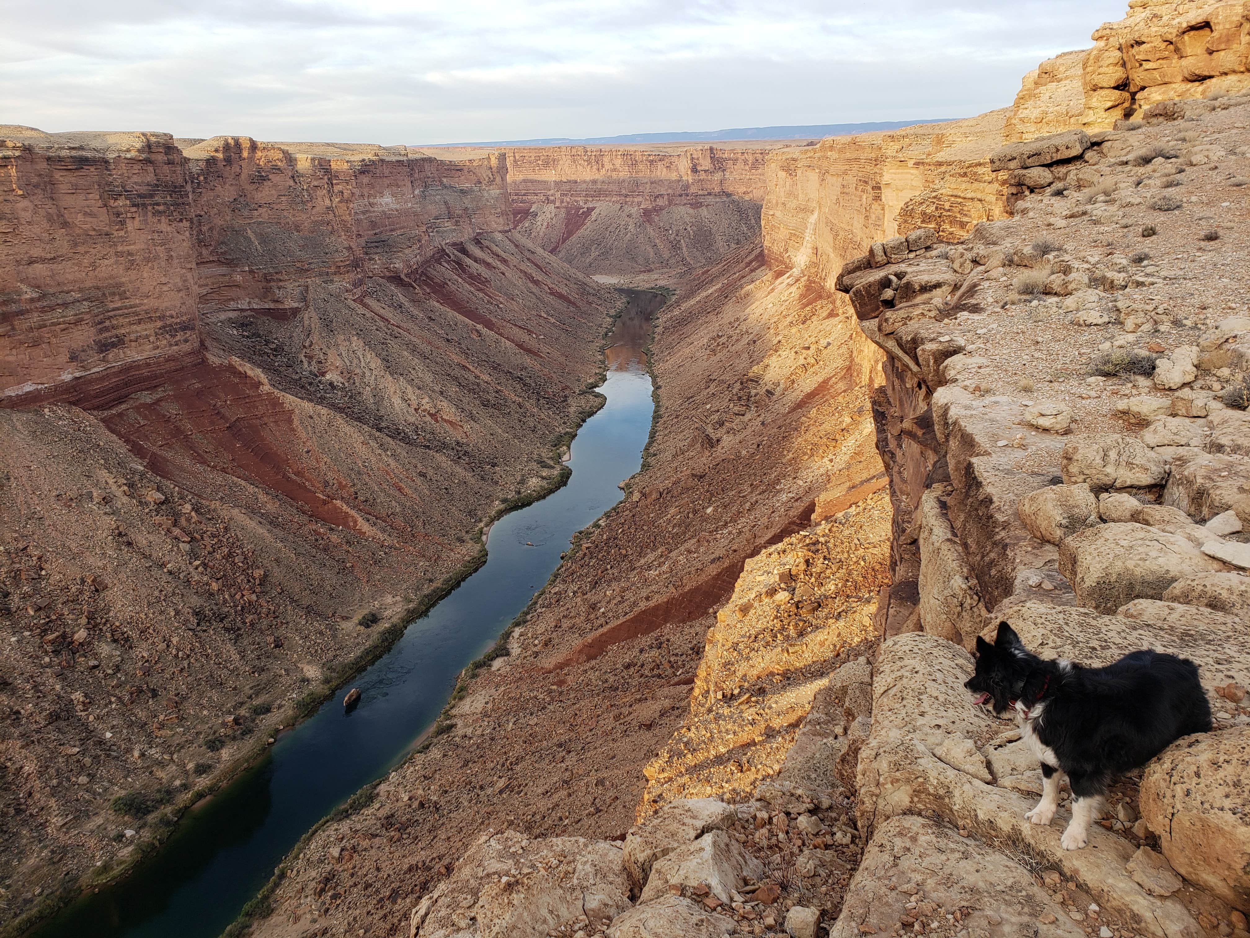 Jeanie P.'s photo of camping with pets at Soap Creek - Dispersed Camping near Page, AZ