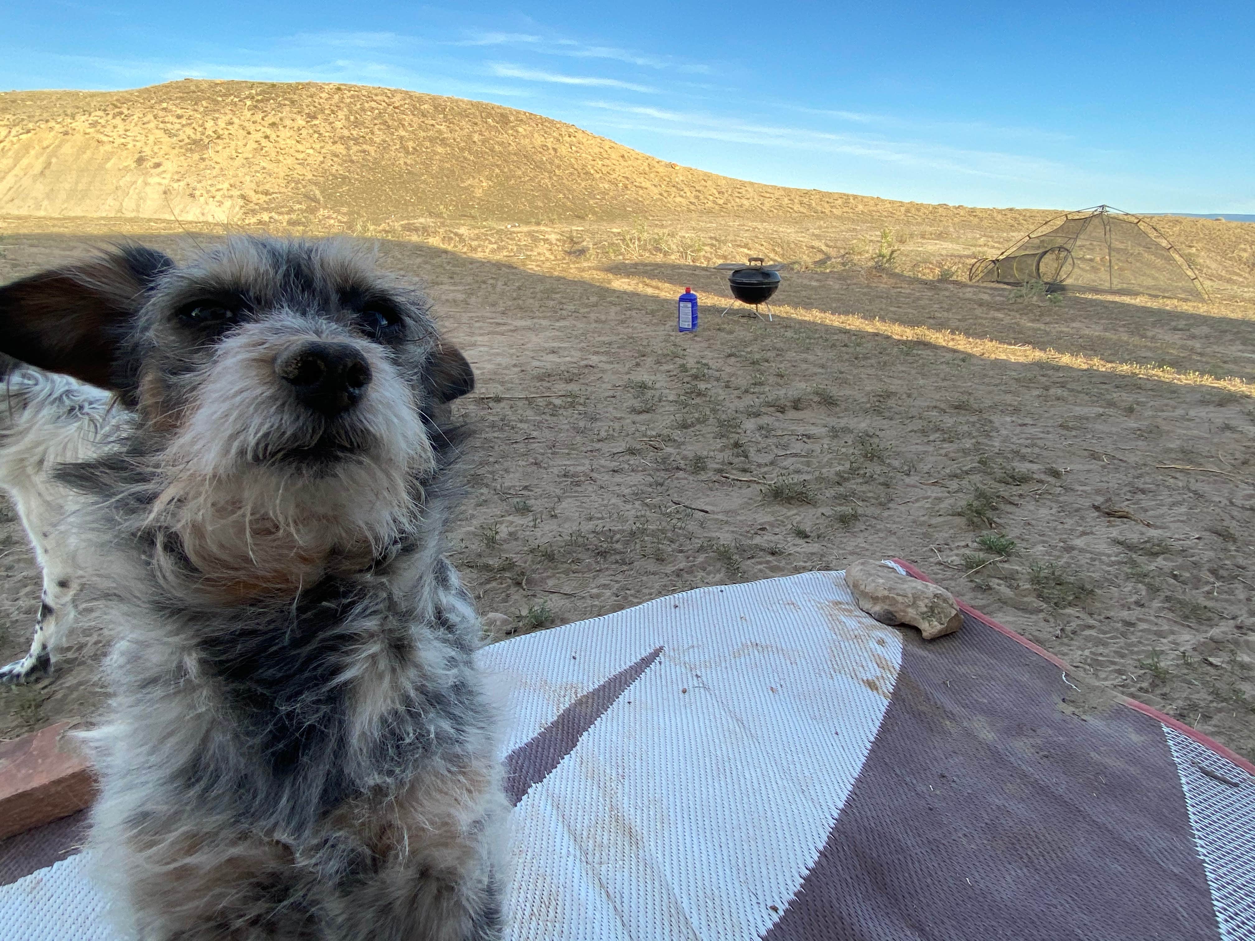 Jeff N.'s photo of camping with pets at North Fruita Desert Upper Campground near Grand Junction, CO