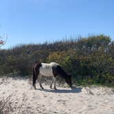 Review photo of Oceanside Assateague Campground — Assateague Island National Seashore by Alexandra T., May 1, 2021