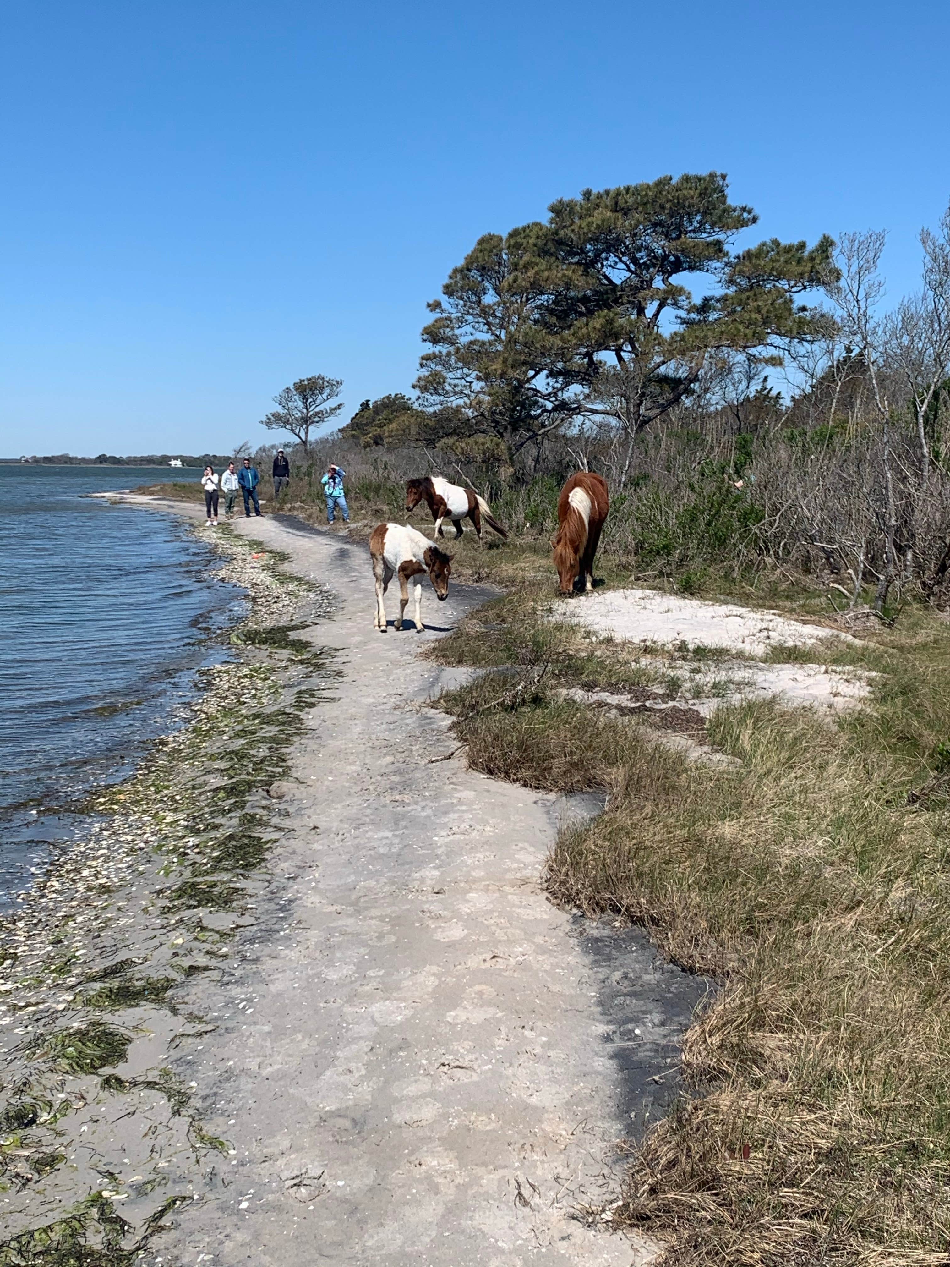 Alexandra T.'s photo of camping with pets at Assateague Island National Seashore Oceanside Campground near Ocean Pines, MD