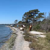 Review photo of Oceanside Assateague Campground — Assateague Island National Seashore by Alexandra T., May 1, 2021