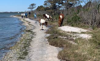 Alexandra T.'s photo of camping with pets at Assateague Island National Seashore Oceanside Campground in Maryland