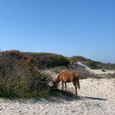 Review photo of Oceanside Assateague Campground — Assateague Island National Seashore by Alexandra T., May 1, 2021