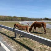 Review photo of Oceanside Assateague Campground — Assateague Island National Seashore by Alexandra T., May 1, 2021