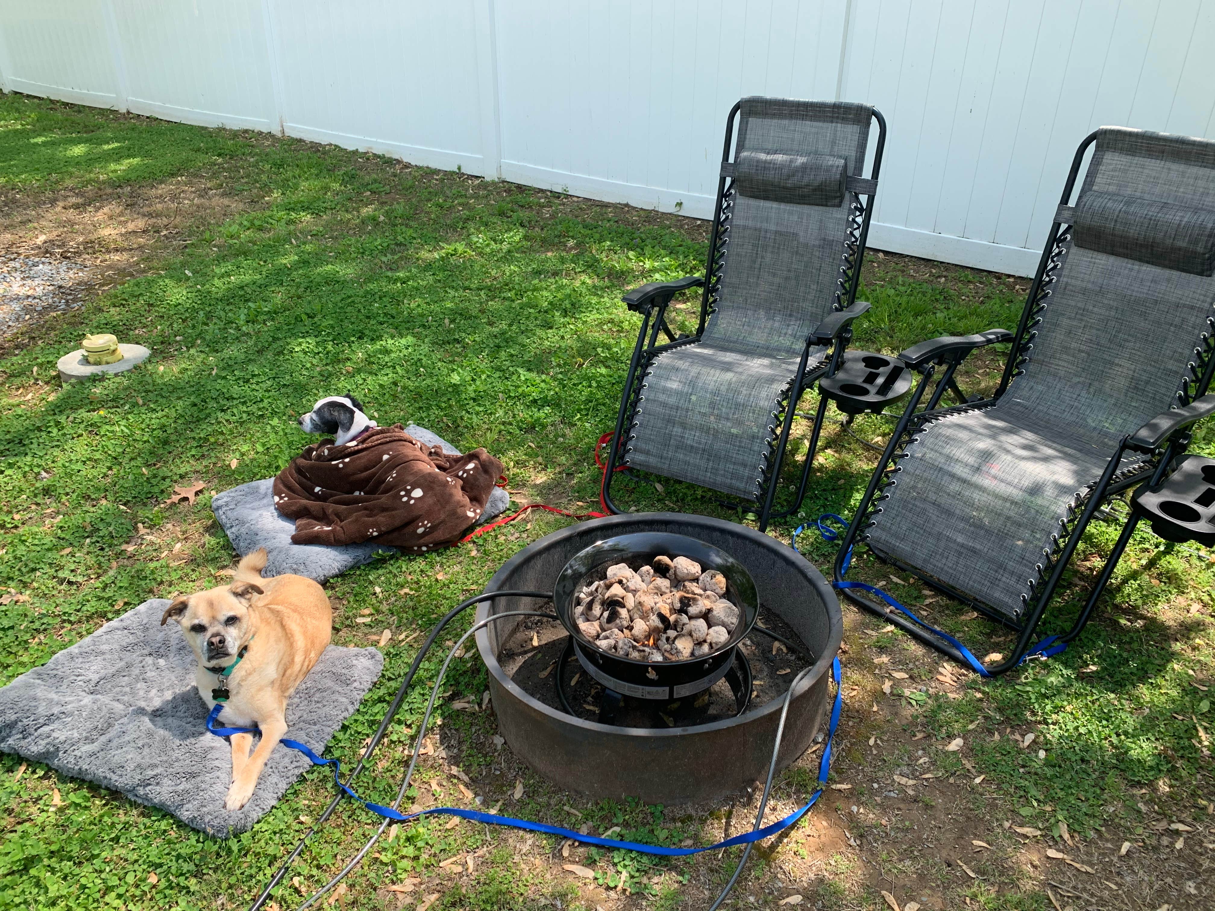 Jason F.'s photo of camping with pets at Nashville KOA Resort near Gallatin, TN