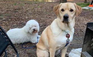 Lizabeth T.'s photo of camping with pets at Lake Livingston State Park Campground near Village Mills, TX