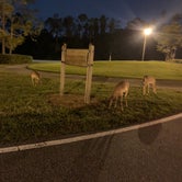 Review photo of Disney’s Fort Wilderness Resort & Campground by Lizabeth T., May 1, 2021