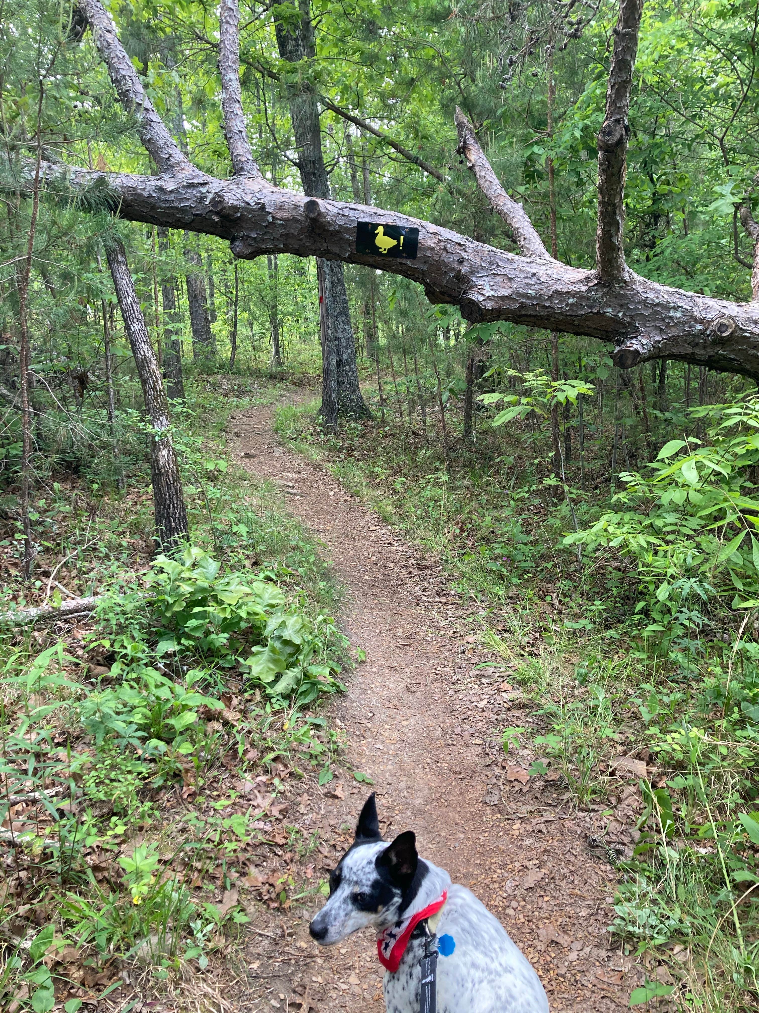 Katrin  S.'s photo of camping with pets at Noccalula Falls Park & Campground - TEMPORARILY CLOSED near Baileyton, AL