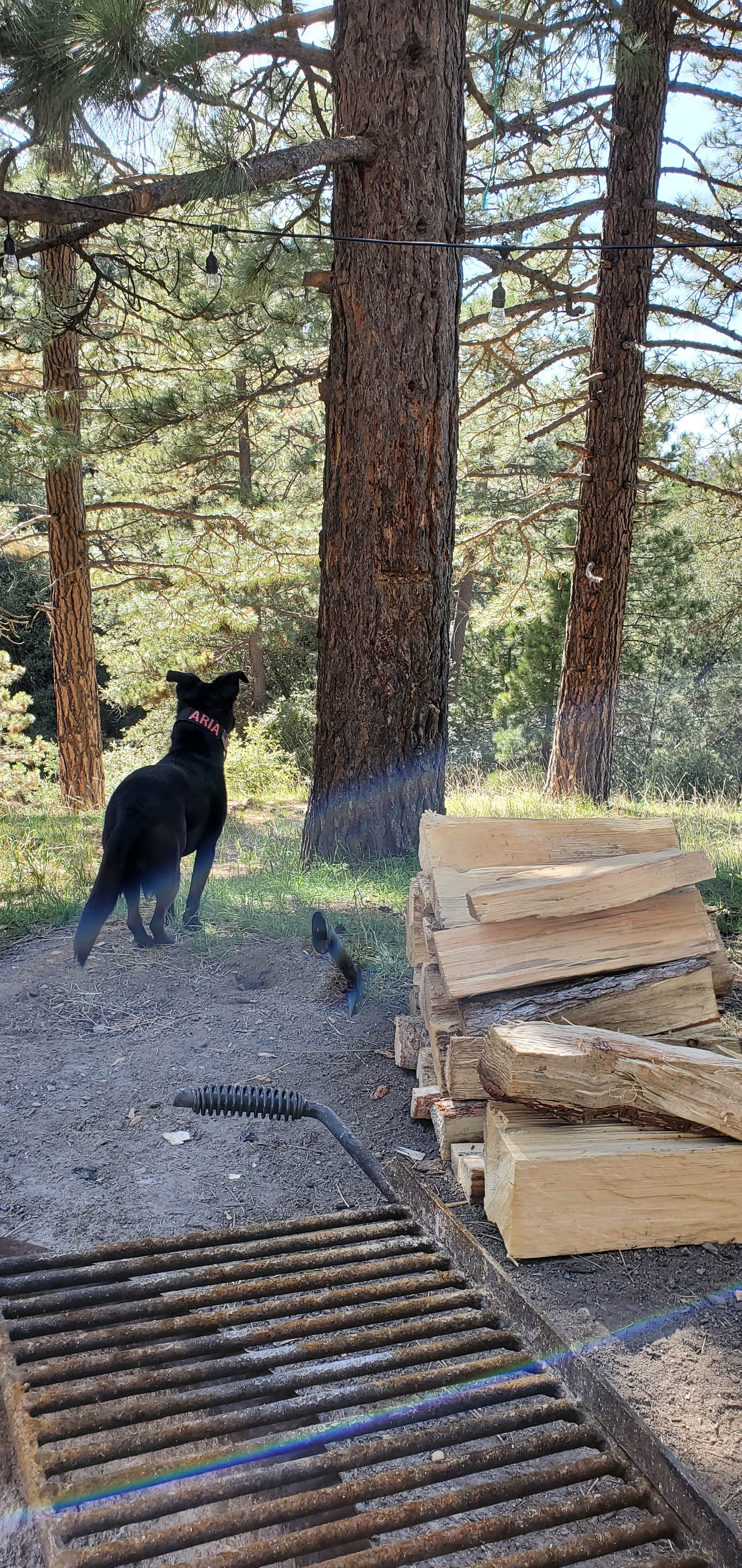 Chris B.'s photo of camping with pets at Tehachapi Mountain Park near Bakersfield, CA