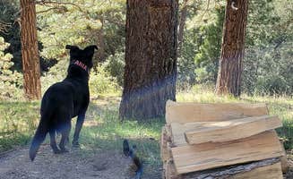 Chris B.'s photo of camping with pets at Tehachapi Mountain Park near Greenfield, CA