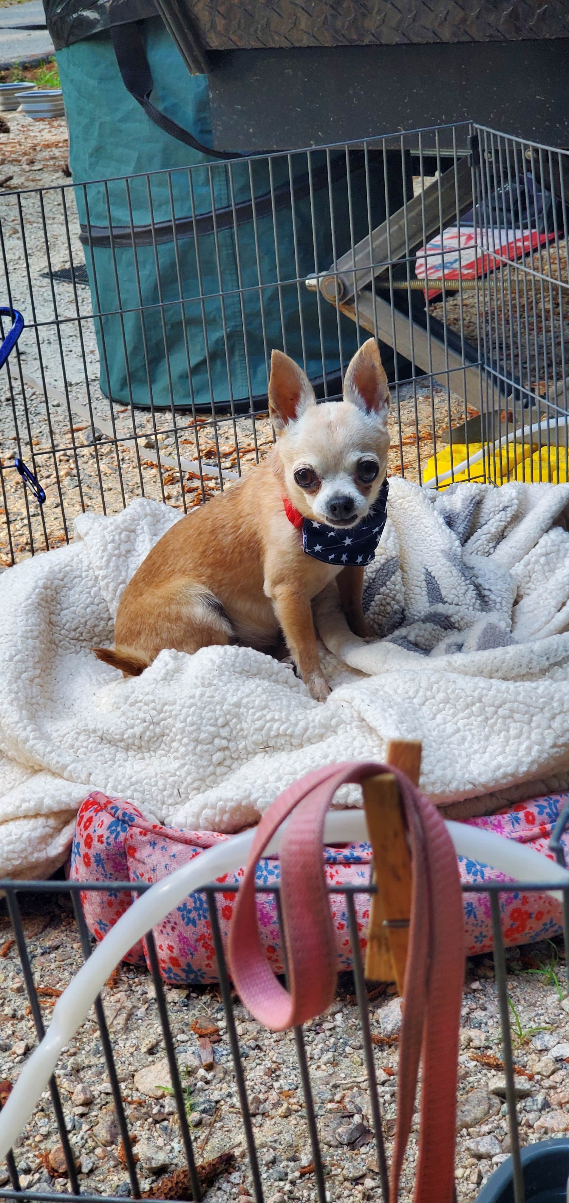 Kim M.'s photo of camping with pets at Franklin D Roosevelt State Park Campground near Fortson, GA