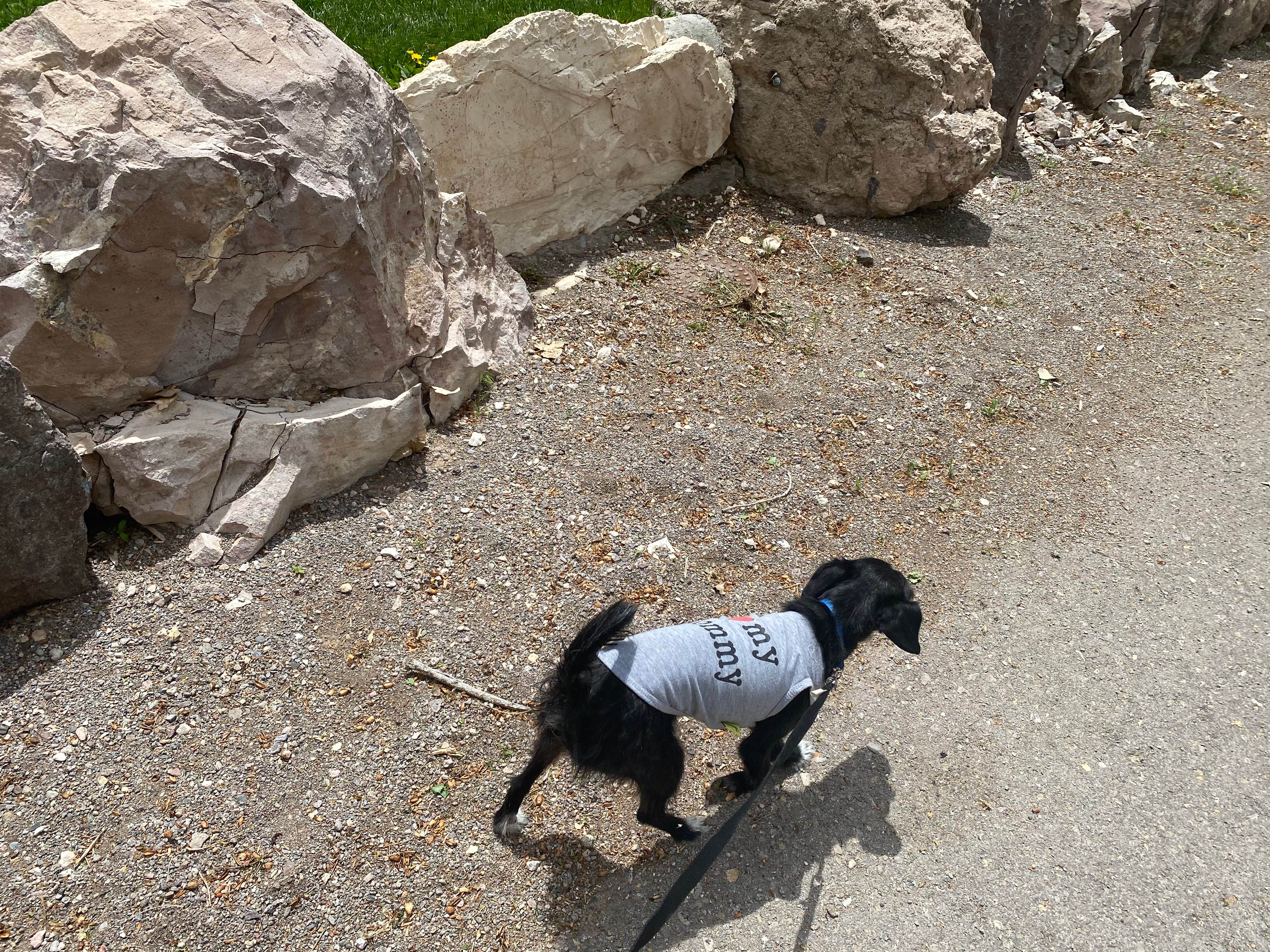 Brittney  C.'s photo of camping with pets at Kershaw-Ryan State Park near Caliente, NV