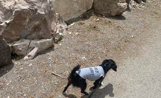 Brittney  C.'s photo of camping with pets at Kershaw-Ryan State Park near Hiko, NV