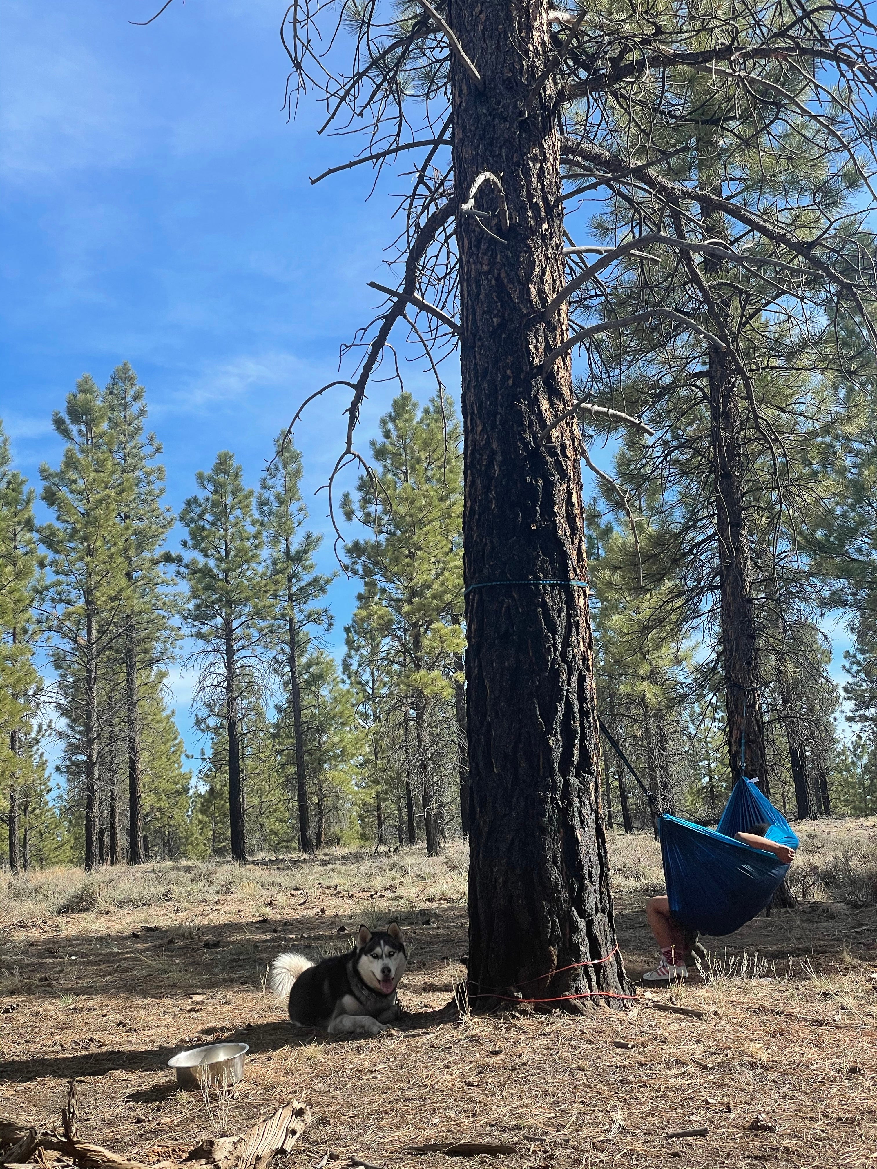 Camper submitted image from Forest Rd 294 Dispersed - Dixie National Forest - 2