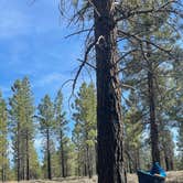 Review photo of Forest Rd 294 Dispersed - Dixie National Forest by Lea  S., May 2, 2021