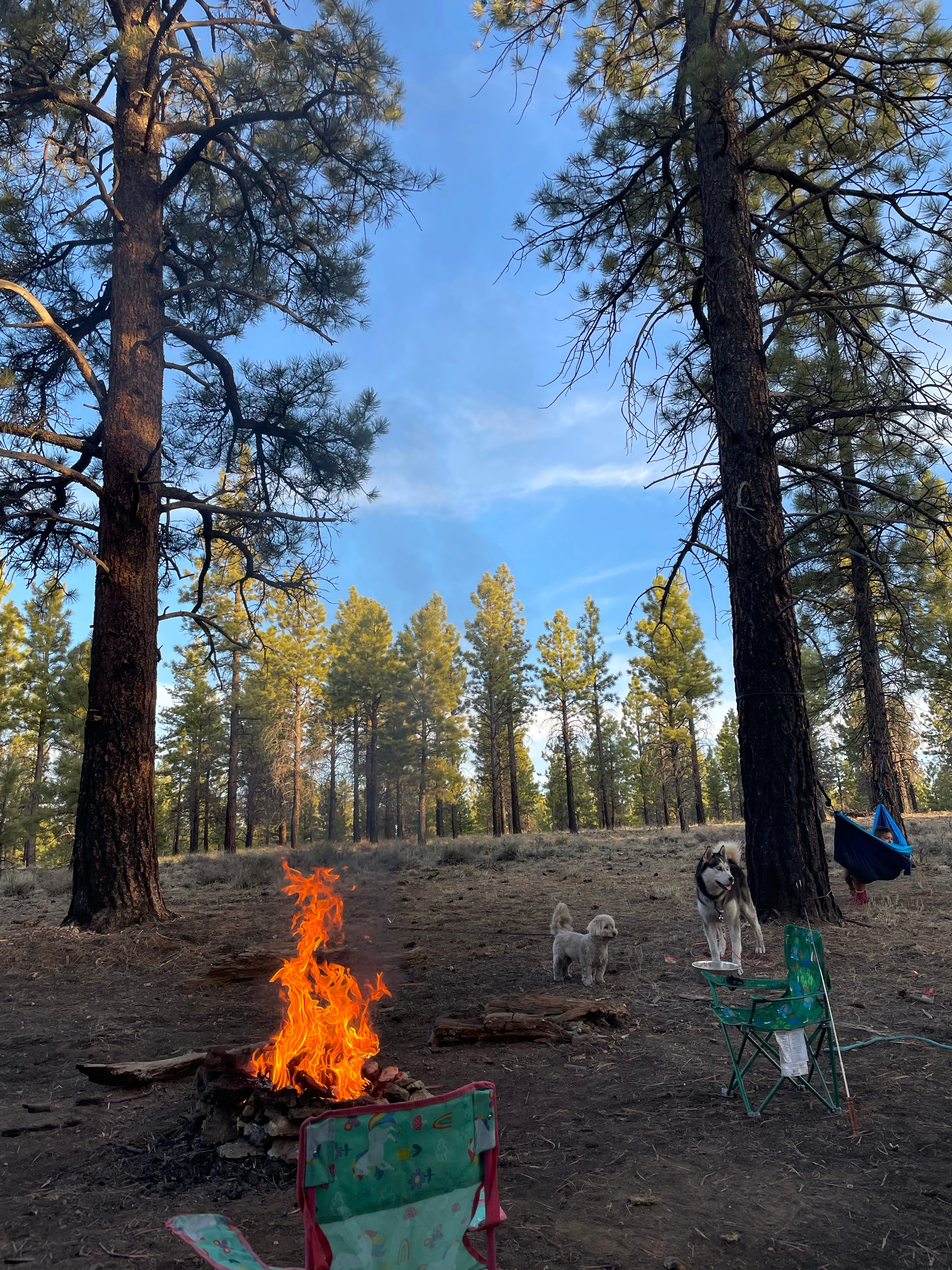 Camper submitted image from Forest Rd 294 Dispersed - Dixie National Forest - 4