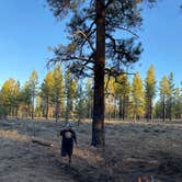 Review photo of Forest Rd 294 Dispersed - Dixie National Forest by Lea  S., May 2, 2021