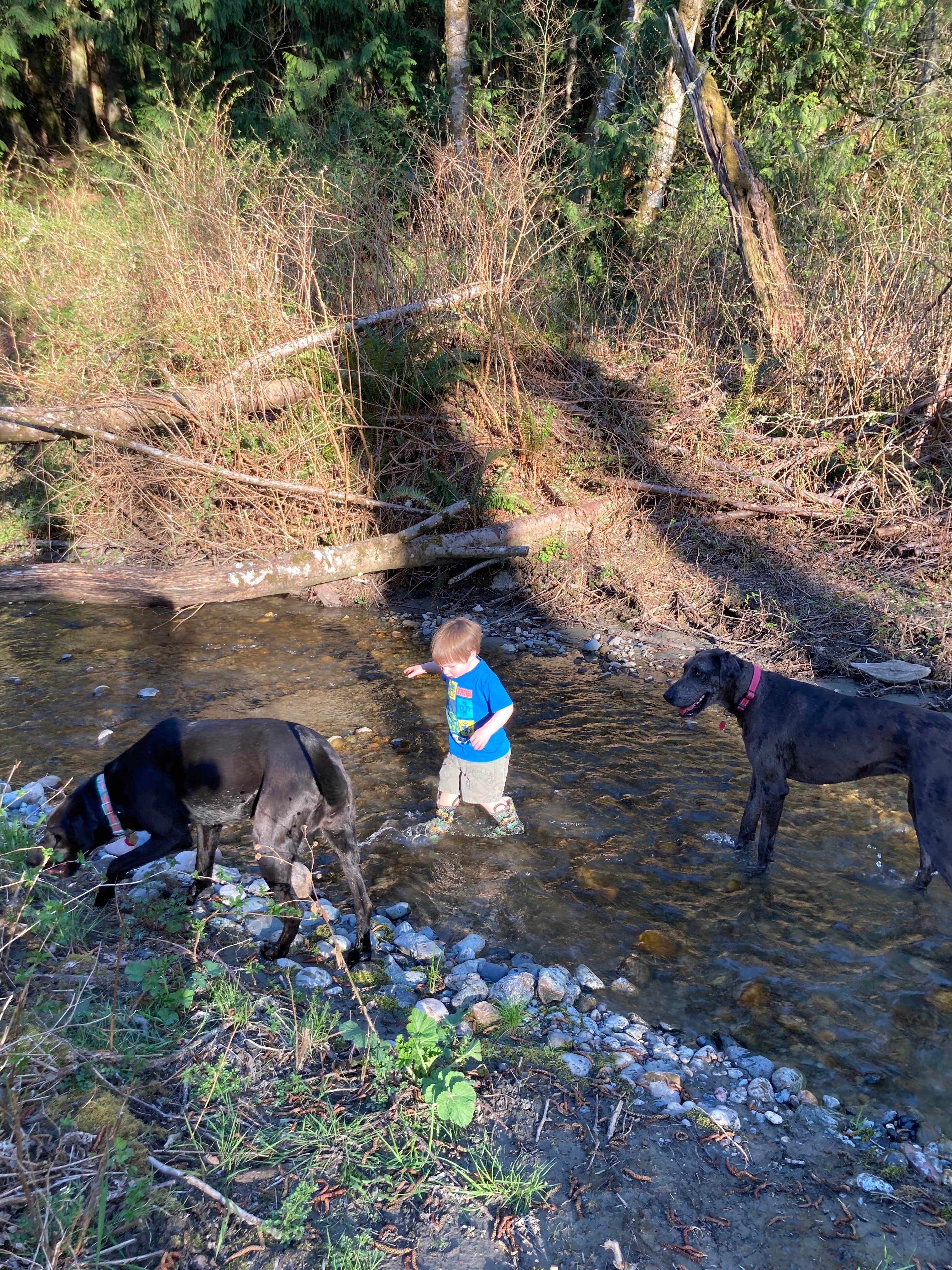 Margaret H.'s photo of camping with pets at Rusty Ranch Cabin & Corral near Bellingham, WA