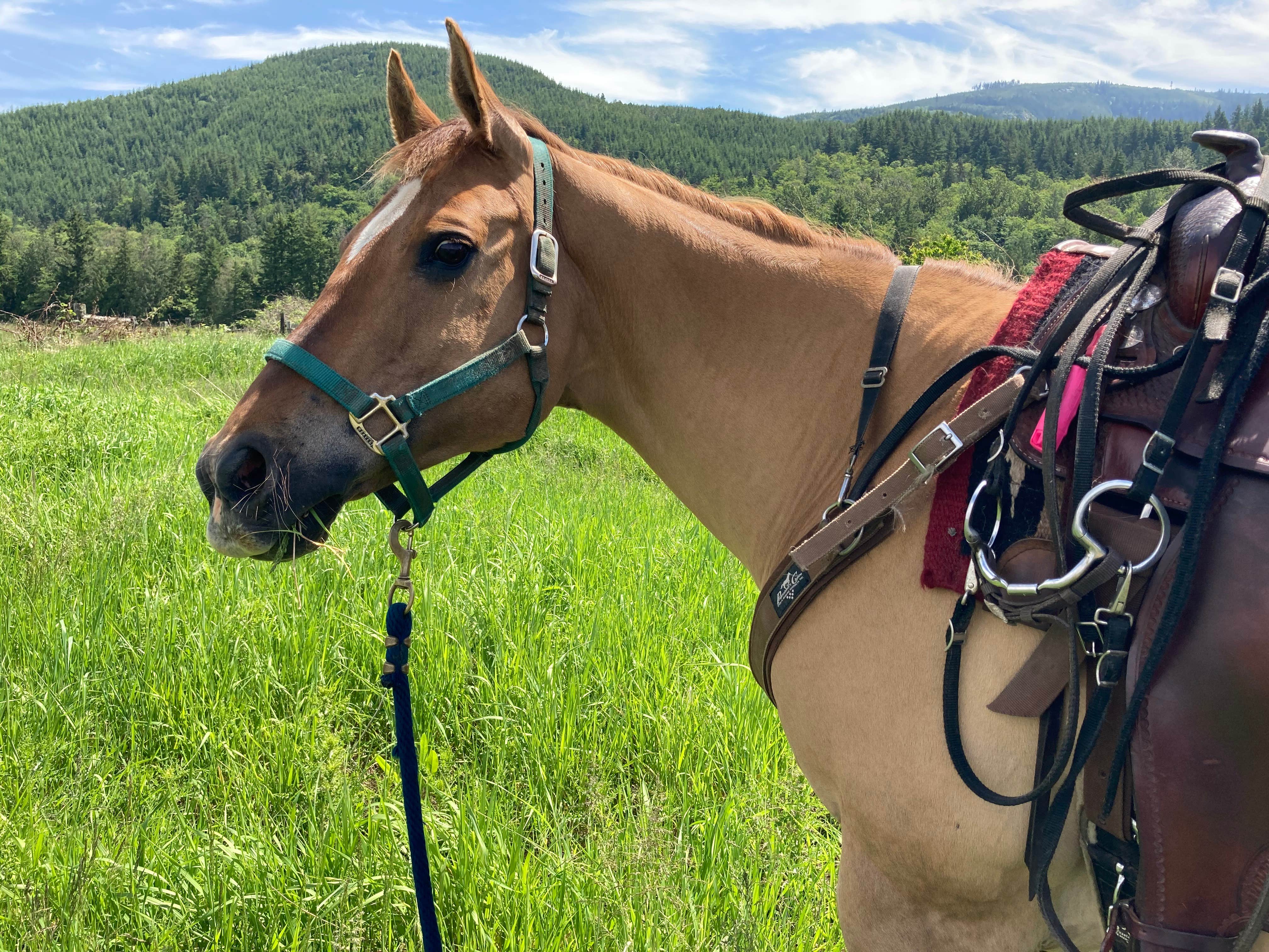 Margaret H.'s photo of camping with a horse at Rusty Ranch Cabin & Corral near Darrington, WA
